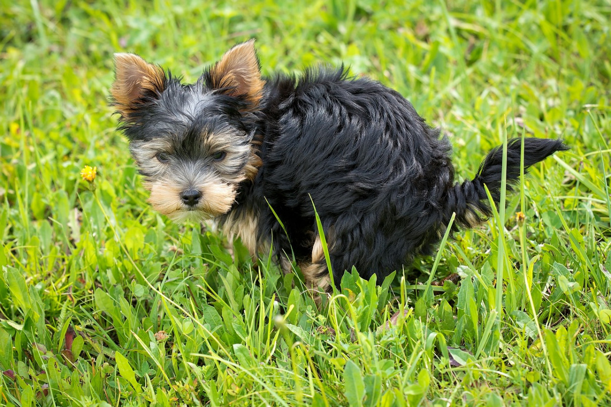 Triestino: 'Maxi multe esemplari ai proprietari di cani sporcaccioni che  non raccolgono le deiezioni