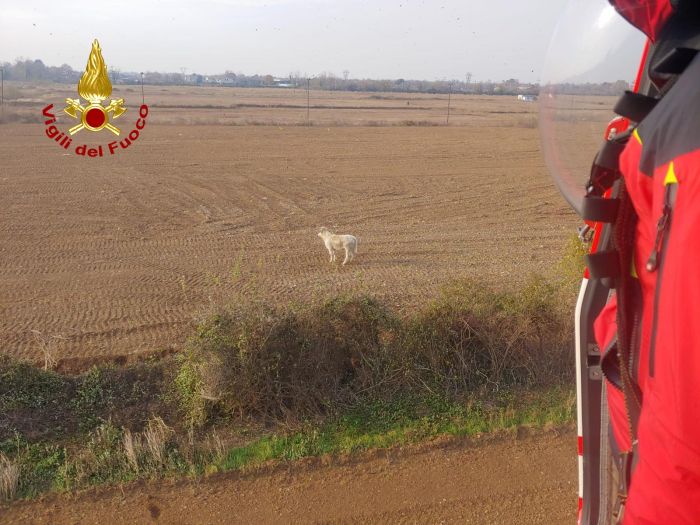 Vitello fuggito da un’azienda agricola individuato con l’elicottero