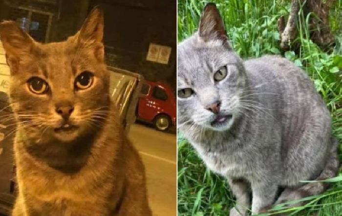 Addio a Colostorto, il "boss" di San Giusto: Trieste saluta il suo gatto di quartiere