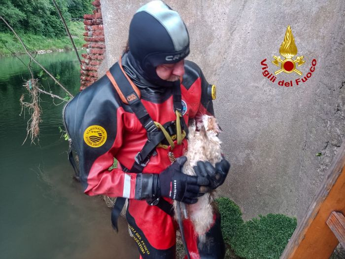 Veneto, tuffo nel fiume per la gatta Camy: salvata dai vigili del fuoco (VIDEO)
