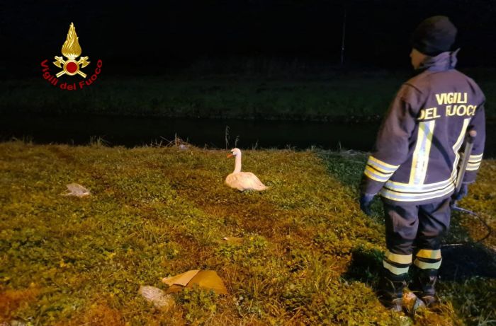 Cigno in difficoltà salvato dai Vigili del fuoco! 