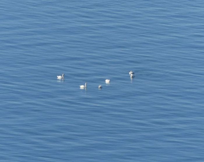 Area Marina di Miramare affollata tra cigni reali, gru e passero solitario