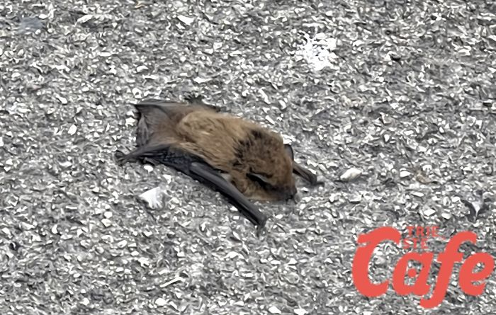 Ospite inconsueto in via Tarabocchia, pipistrello in centro a Trieste! 