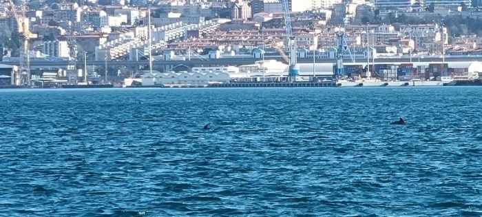 Una decina di delfini incantano questa mattina nel Golfo di Trieste 