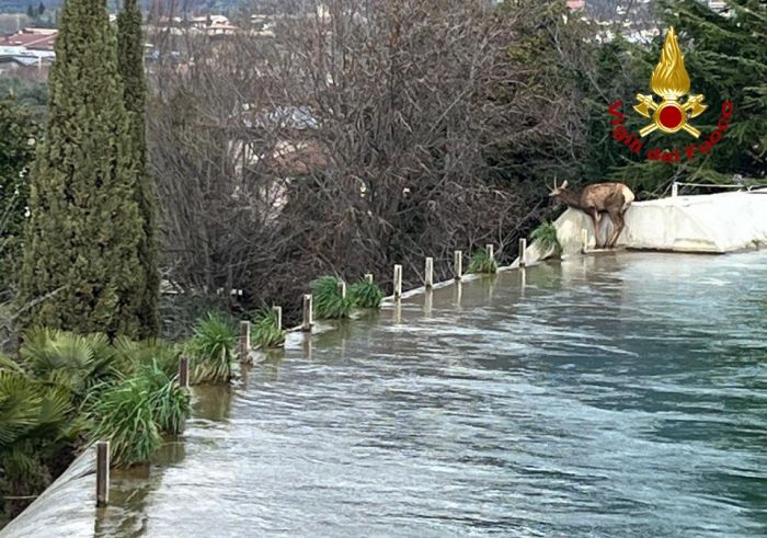 Cervo muore in Veneto dopo essere precipitato dalla centrale elettrica 