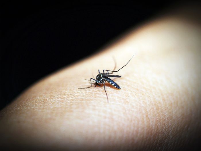 Rapporto Ue, rischio dengue sale con i cambiamenti climatici: studio anche triestino 
