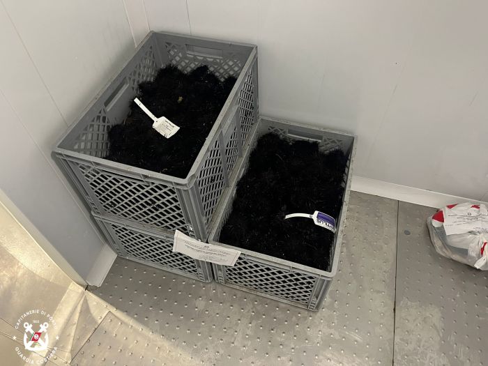 Maxi sequestro di amatissimi ricci del Golfo di Trieste privi di documentazione necessaria 