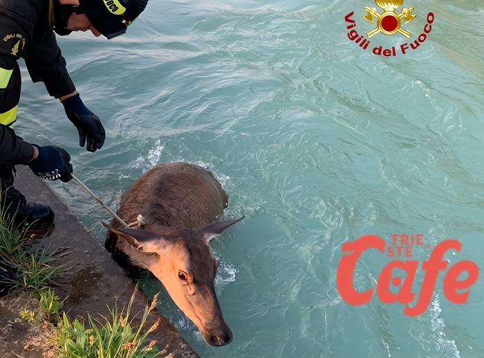 I Vigili del fuoco salvano una cerva caduta in un canale 