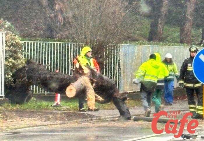 Maltempo a Trieste, cade albero lungo la Strada Costiera 