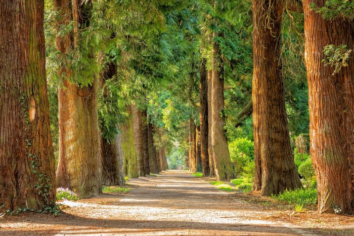 Partito Animalista Fvg: "Tagliare alberi nei boschi e parchi, senza autorizzazione è dannoso'
