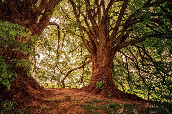 Friuli Venezia Giulia da record! Primeggia in Italia per numero di alberi monumentali