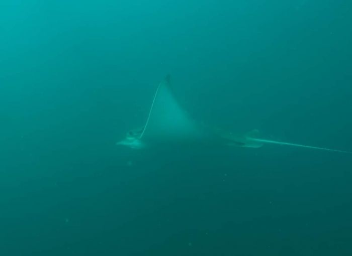Splendida vaccarella nel Golfo di Trieste 