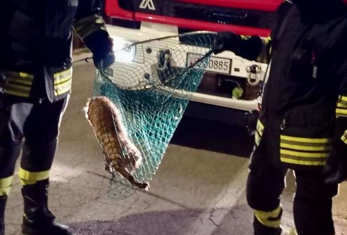 Volpino recuperato nel giardino di un'anziana in Veneto 