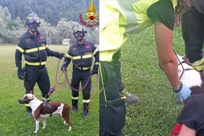 I Vigili del fuoco recuperano e salvano uno splendido cagnolone in montagna! 