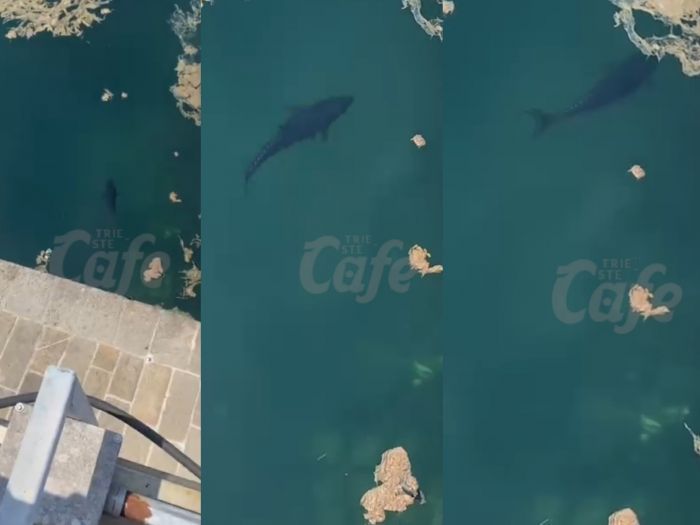 Splendido tonno fa bella mostra di sé nel Golfo di Trieste! (VIDEO) 