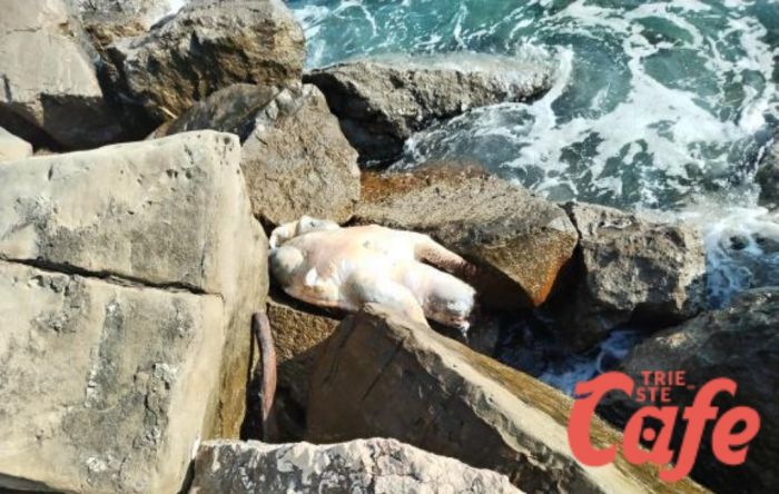 Barcola, rinvenuta carcassa di tartaruga nei pressi del "California": bagnanti tristi ed affranti 
