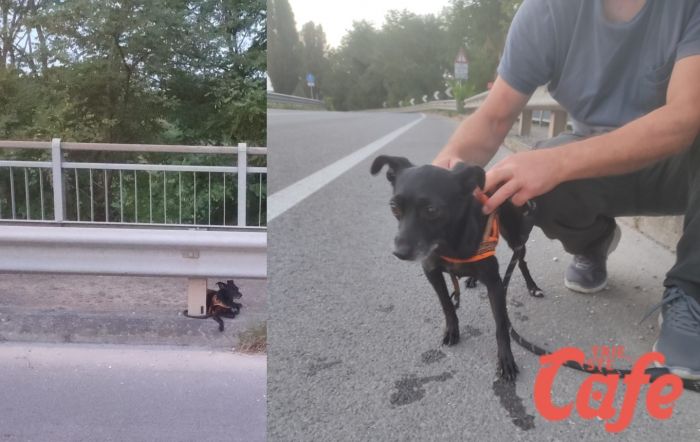 Cagnolino legato e abbandonato a bordo strada, Guardia giurata lo salva! (VIDEO) 