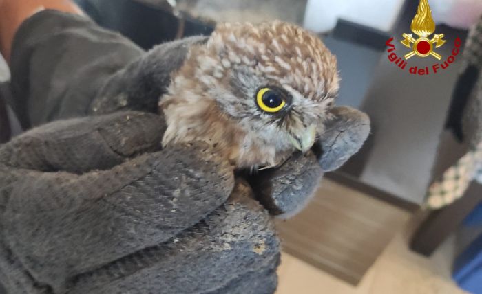 Civetta bloccata da giorni in una canna fumaria liberata dai vigili del fuoco 