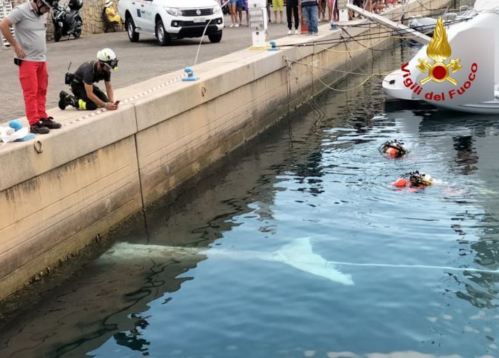 Tragedia a largo di Muggia, recuperata la carcassa di una balena 
