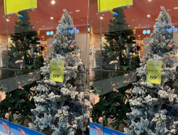 Alberi di Natale in vendita a Trieste l'11 settembre: stupore tra i cittadini