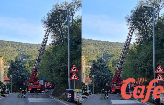Caduta alberi, Strada del Friuli chiusa: intervento dei vigili del fuoco 