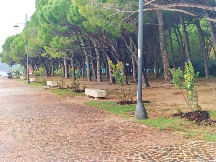 Lungomare di Barcola, completata la messa a dimora di 70 piante di corbezzolo