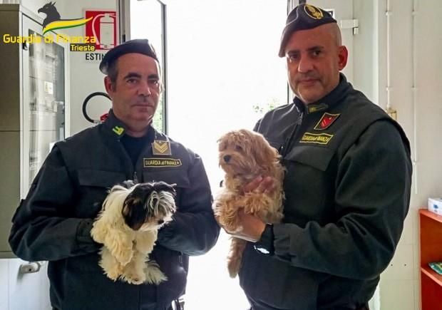 In Italia senza l’obbligatorio “passaporto europeo”, sequestrati a Trieste 9 cuccioli di cane