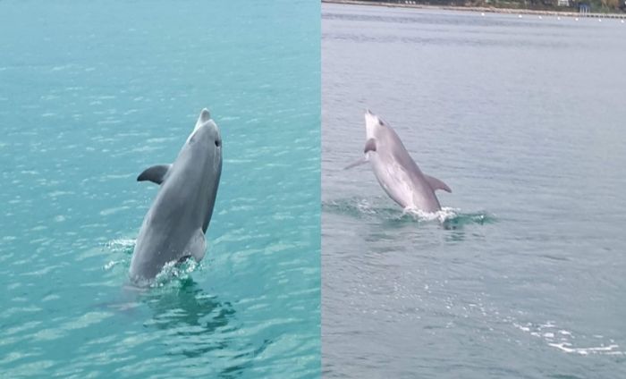 Spettacolo mozzafiato a Punta Sottile: delfini danzanti nelle acque cristalline