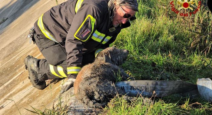 Lulu, anziana spinone intrappolata nel fango dell'Adigetto, salvata dai vigili del fuoco