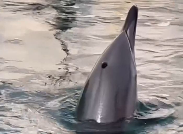 Un ospite speciale a Miramare: delfino si lascia ammirare nel porticciolo (VIDEO) 