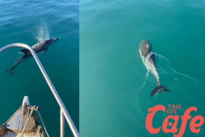 Un delfino giocoso avvistato nel golfo di Trieste: emozione per un lettore