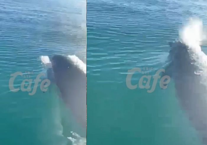Delfino avvistato al largo di Sistiana: uno spettacolo mozzafiato per chi era presente (VIDEO) 