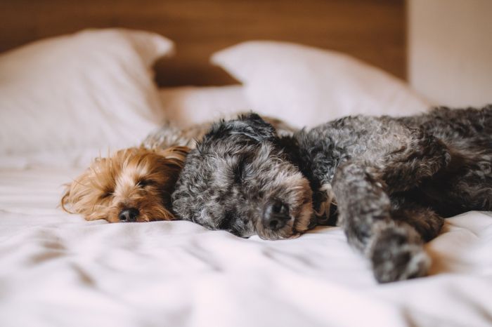 Proposta di una triestina: "Multa per chi abbandona gli animali durante i botti"