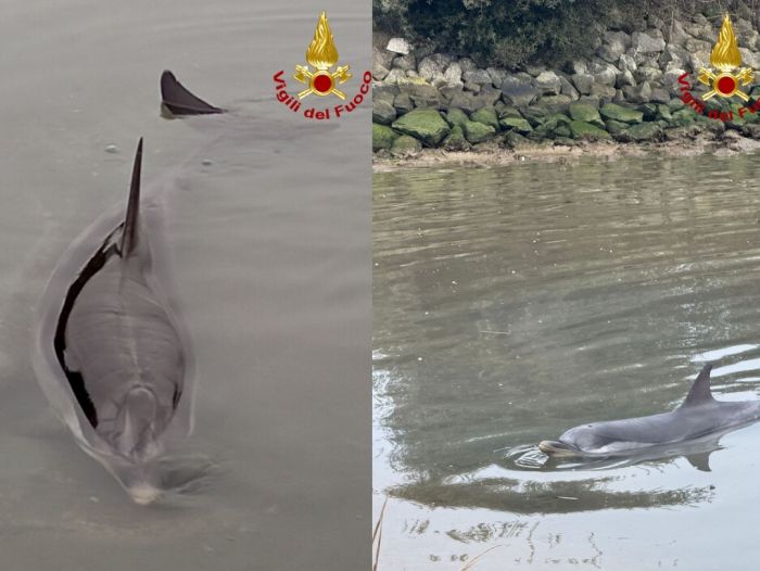 Delfino intrappolato nella laguna di Lignano salvato dai Vigili del fuoco (VIDEO) 