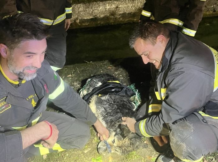 Cane cade in una roggia, i vigili del fuoco gli salvano la vita! 