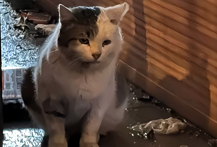 Gatti impauriti in centro: segnalazioni preoccupanti da piazza della Borsa e vie vicine