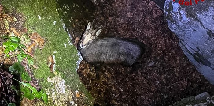 Veneto, camoscio cade in una trincea della Grande Guerra, salvato dai vigili del fuoco