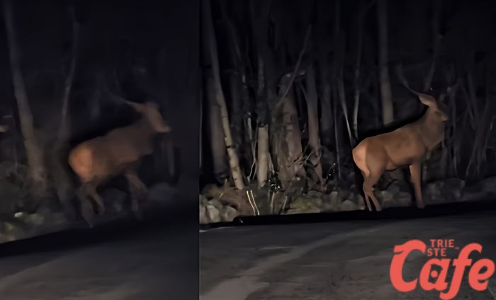Ceroglie, la natura sorprende: cervo enorme sulla strada deserta (VIDEO) 