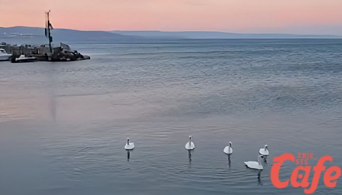 Magico risveglio a Barcola: un "pokerissimo" di cigni all'alba incanta il mare di Trieste (VIDEO) 