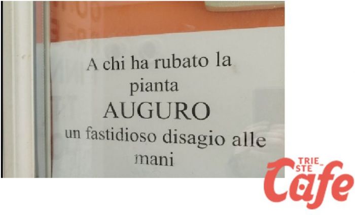 Ignoti rubano una bella pianta fuori da un locale in zona Cavana: il titolare risponde con ironia