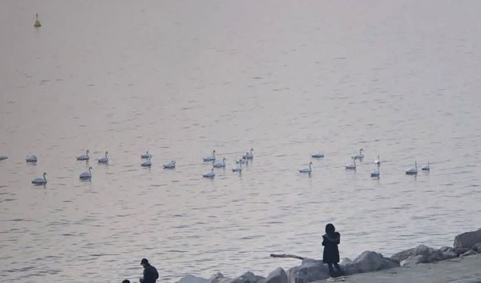Ospiti speciali a Miramare, i cigni incantano tra la nebbia