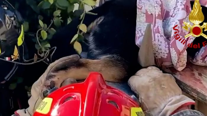 Veneto, cagnetta infilzata su un cancello: salvata dai vigili del fuoco e curata dal veterinario