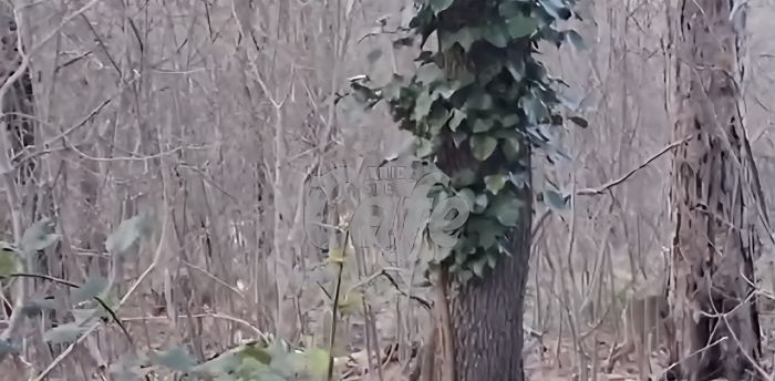 " Villa Revoltella - San Giovanni, pericolo nel bosco: automobilisti distratti e cani senza guinzaglio"