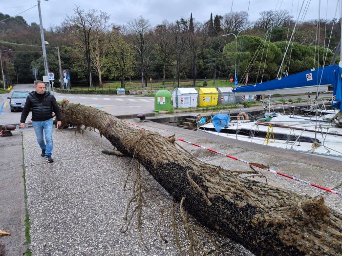 Sistiana, tronco gigante in porto: intervento di vigili del fuoco e sindaco Gabrovec