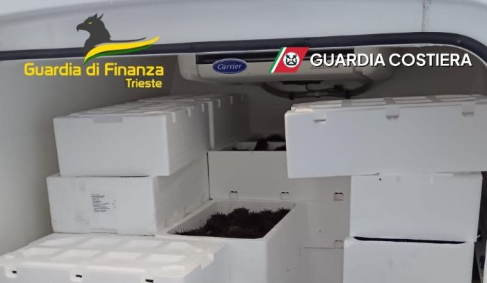 Oltre due tonnellate di ricci di mare sequestrate al confine: maxi operazione di Finanza e Capitaneria