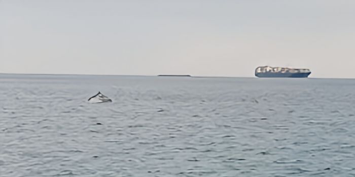 Meraviglia a Barcola: avvistati i delfini al largo nella mattinata di oggi 