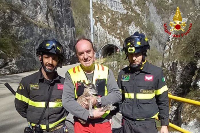 Cucciolo di muflone cade in un dirupo: salvato dai Vigili del fuoco (VIDEO) 