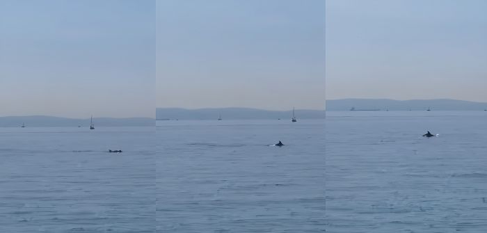 Tuffi e acrobazie tra le barche: i delfini protagonisti del sabato triestino a Barcola  (VIDEO) 