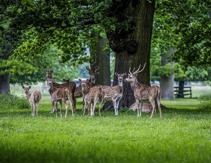 Per l'Enpa 12 nuovi mezzi della Squadra Salvanimali, uno destinato a Trieste 