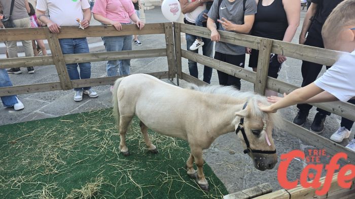 Delirio di tenerezza in piazza della Borsa: la pony femmina conquista tutti alla Spring Run! (VIDEO)